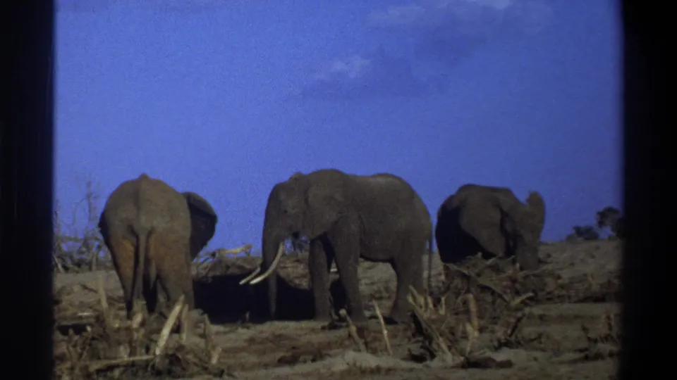 1969 8mm home-movie frame near Cape Town showing elephants among dry branches, scrub, and dusty ground beneath a blue sky.