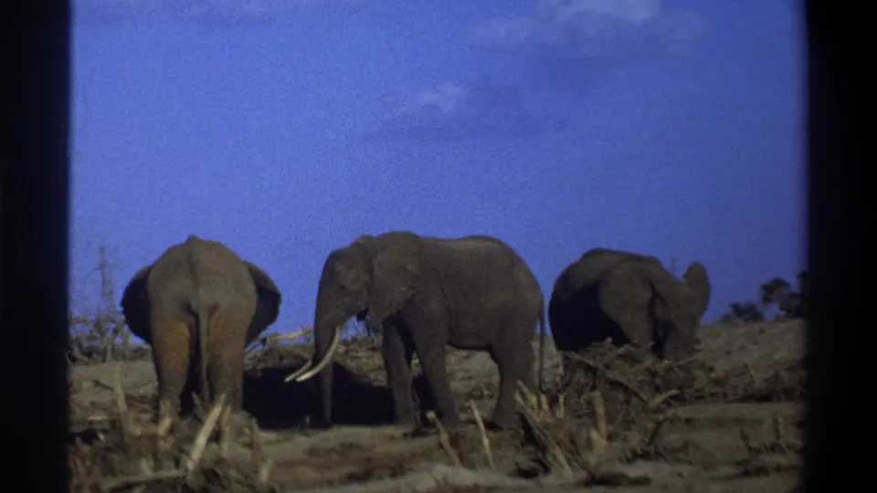1969 8mm home-movie frame near Cape Town showing elephants moving through dry brush, framed by dark film borders.