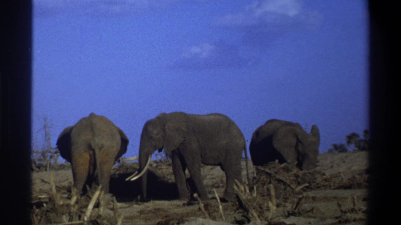 1969 8mm footage from Cape Town, South Africa, showing three elephants grazing and walking across dry ground under a saturated blue sky.