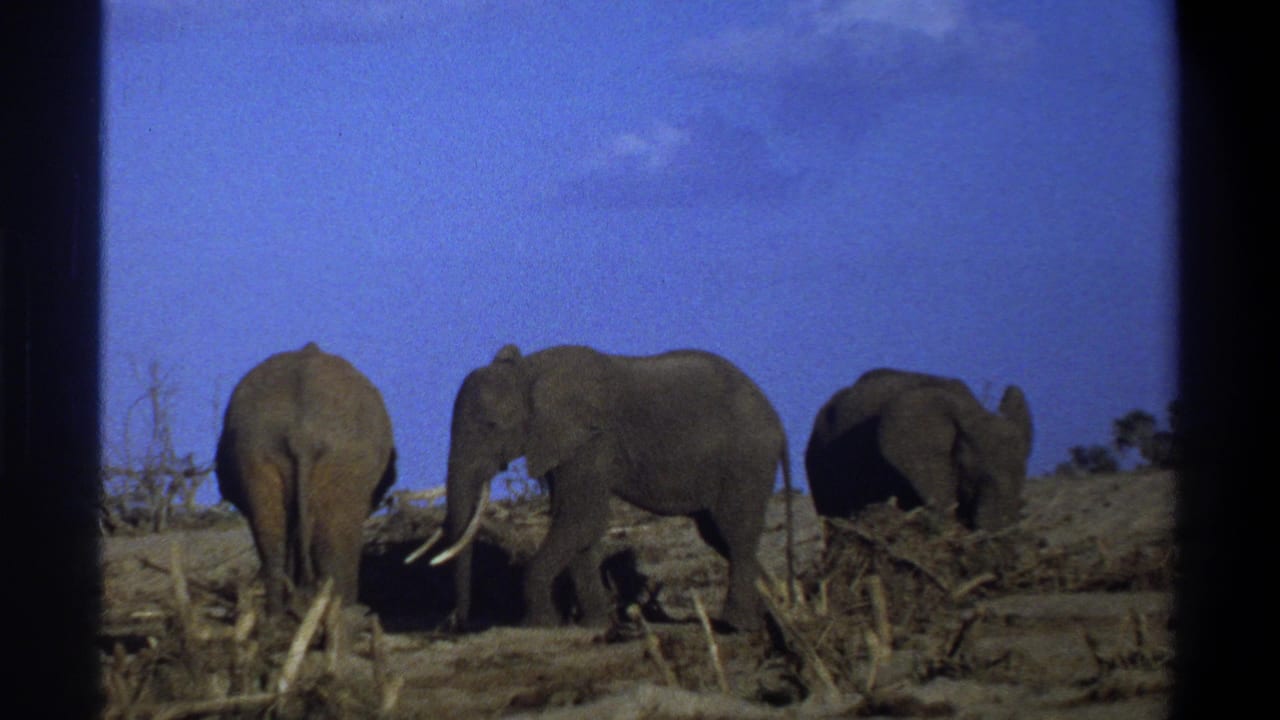 Three elephants move across dry ground, with one facing away and two in profile.