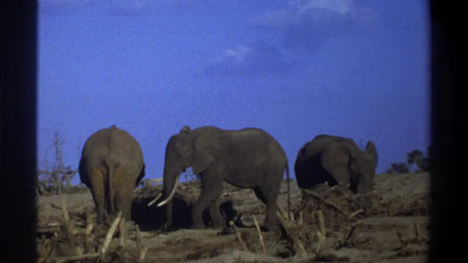 Three African elephants appear in a dry open setting near Cape Town in 1969, with tusks, large ears, scrub, and a bright blue sky visible.
