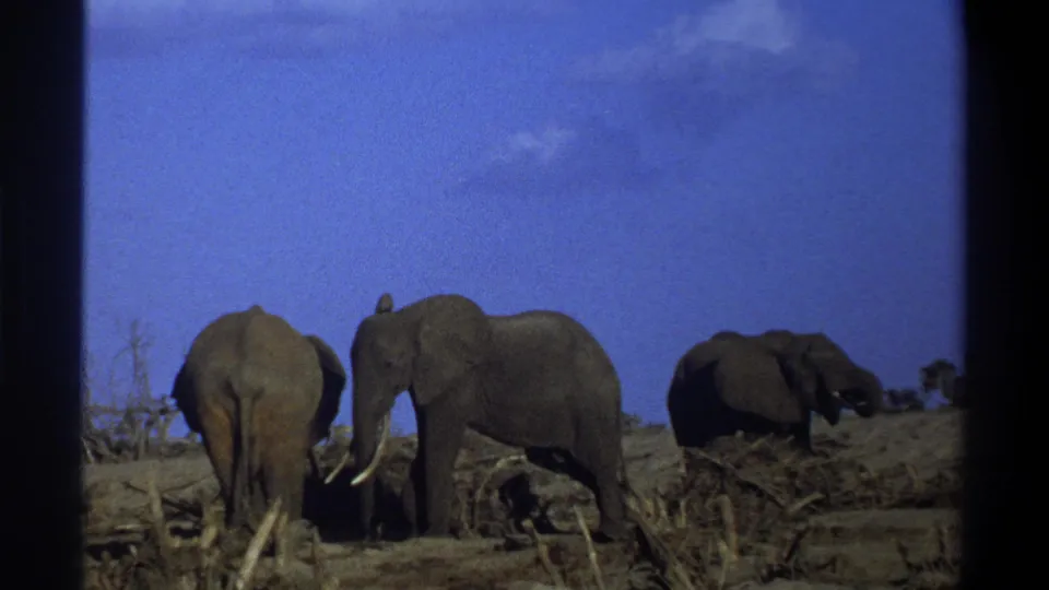 The final 1969 8mm frame shows three elephants spread across dry terrain near Cape Town, with strong blue sky and visible film borders.