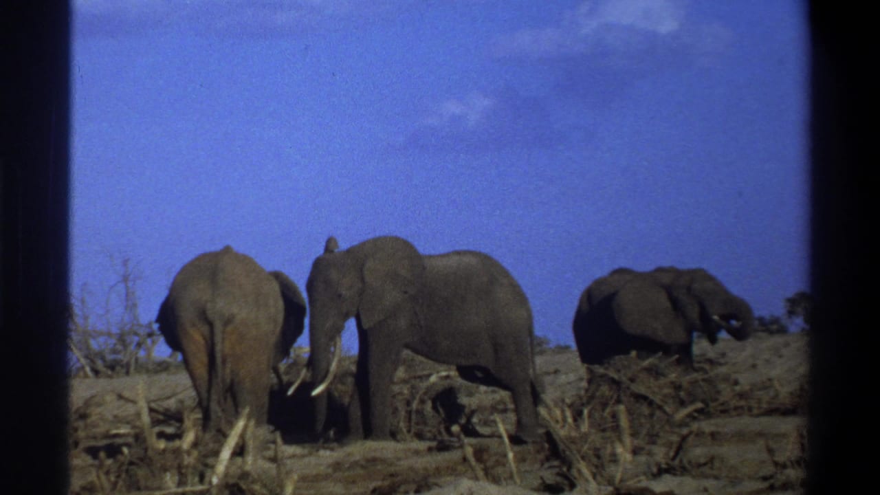 1969 Cape Town 8mm frame showing three elephants on dry open ground with branches and sparse scrub under a blue sky.