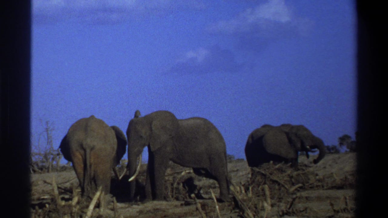 Elephants grouped on dusty ground, one side-on with tusks visible.