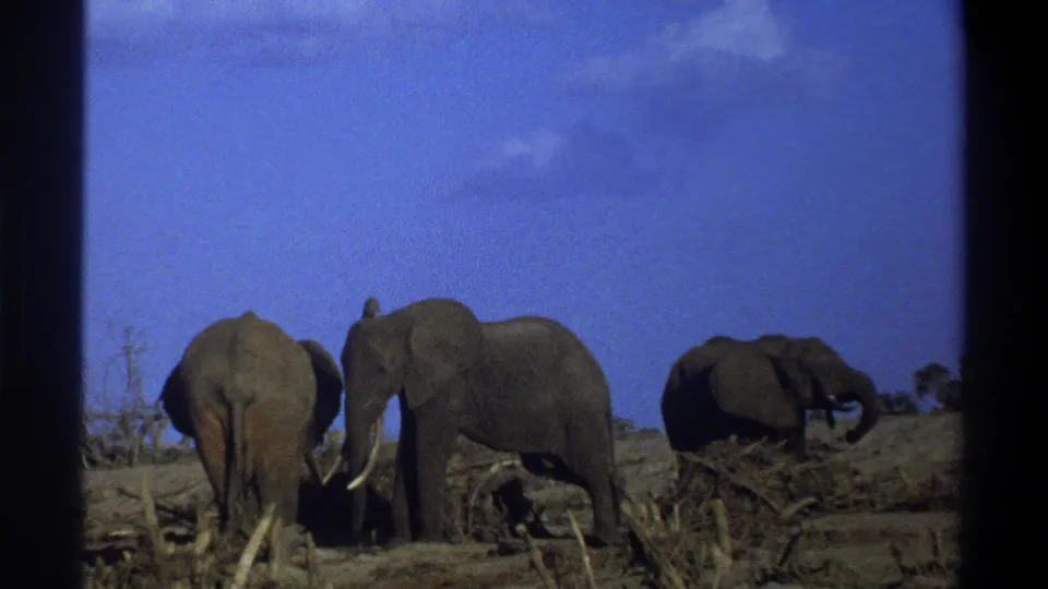 1969 Cape Town 8mm frame with a side-facing tusked elephant near two others on dry ground beneath a deep blue sky.