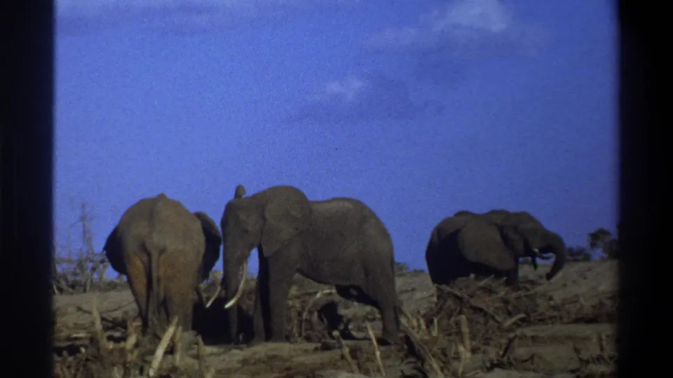 1969 Cape Town 8mm frame showing three elephants on dusty terrain, with one tusked elephant in profile and others turned away.