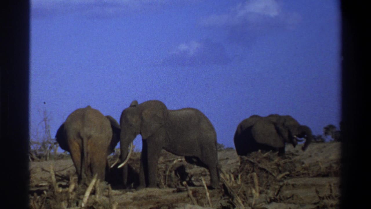 1969 South Africa 8mm frame showing three elephants grazing on an arid plain, with one tusked elephant near the center.