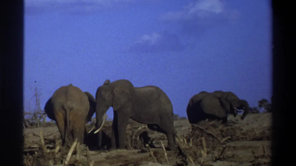 1969 South Africa 8mm frame showing three elephants grazing on an arid plain, with one tusked elephant near the center.