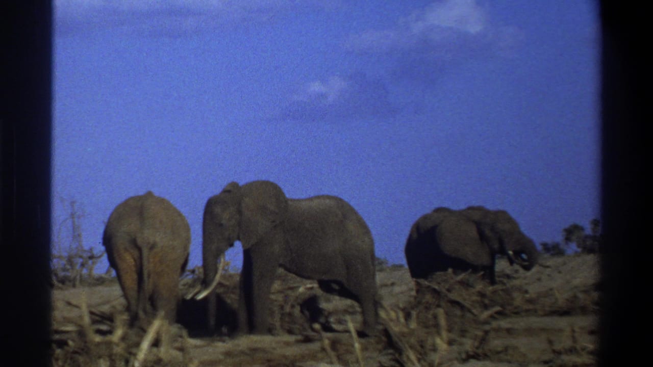 A small group of elephants stands on a dry plain with brush in front.