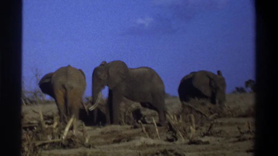 1969 South Africa 8mm frame showing elephants grazing or standing on a parched plain under blue sky.