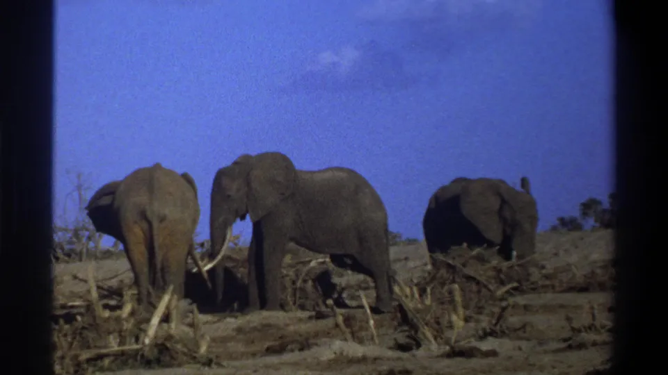 1969 South Africa 8mm frame of three elephants in a dry open landscape, with a tusked elephant near center.