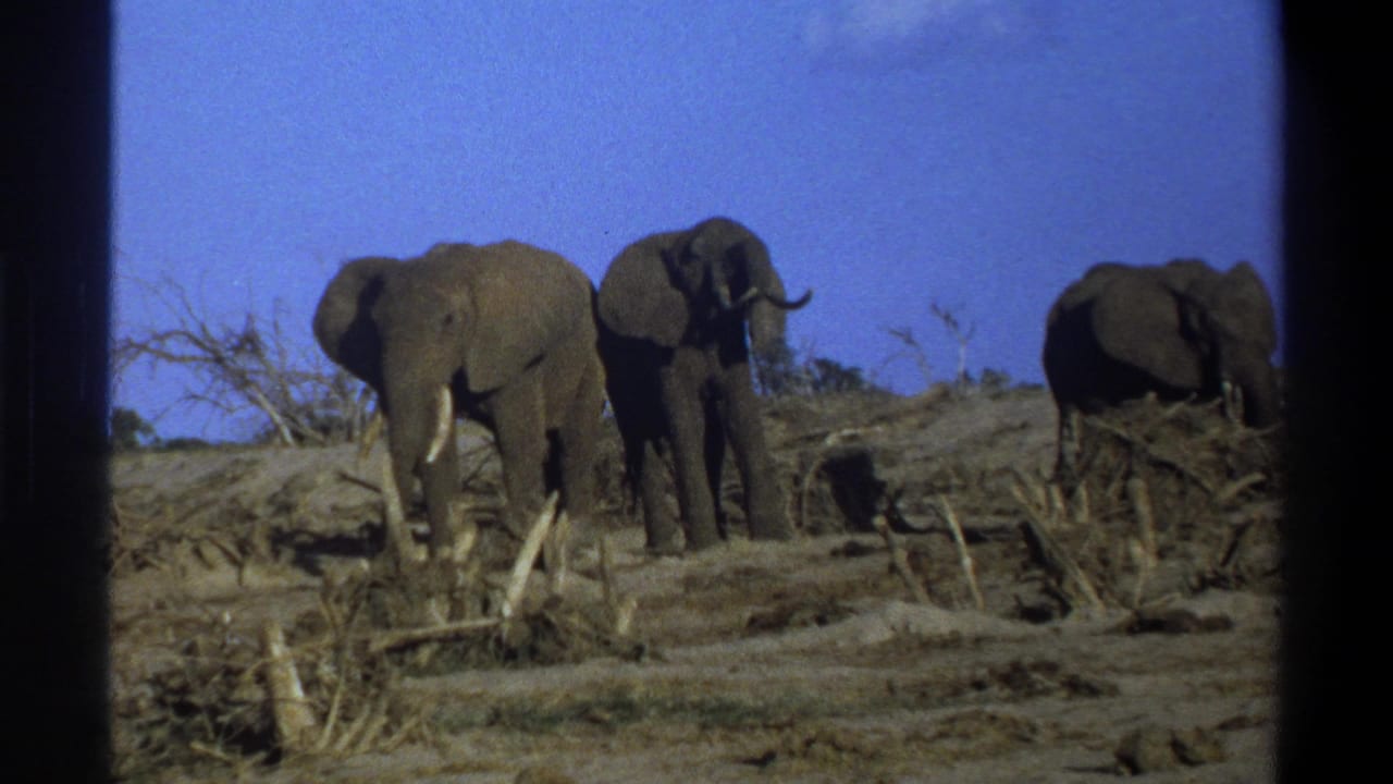 1969 8mm footage shows three elephants in a dry South African savanna landscape with sparse branches and dark frame borders.