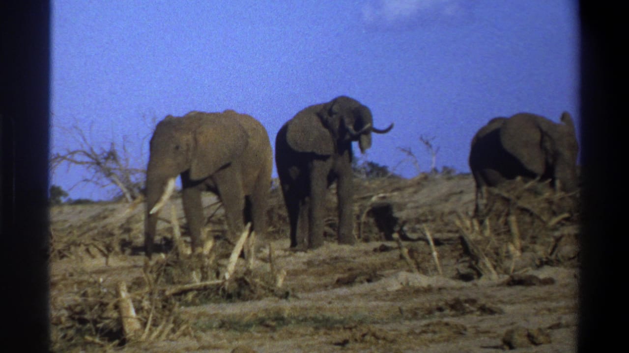 Three elephants appear in dry scrub, with one partly near the right edge.