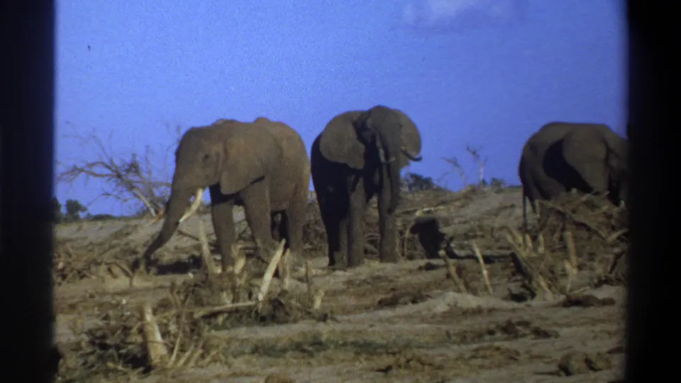 Vintage 8mm frame from South Africa shows three elephants crossing dry ground, framed by brush, branches, and black film borders.