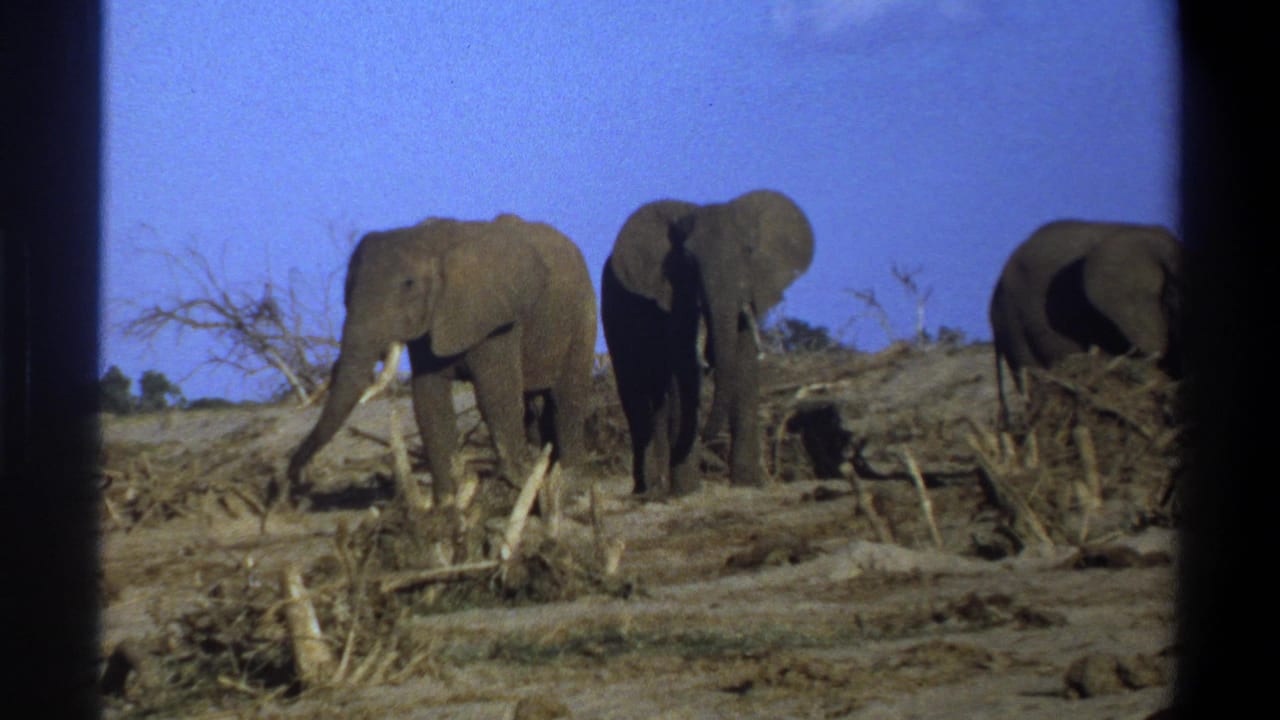 1969 8mm footage from South Africa shows three elephants with tusks on sparse, dry terrain beneath a bright blue sky.