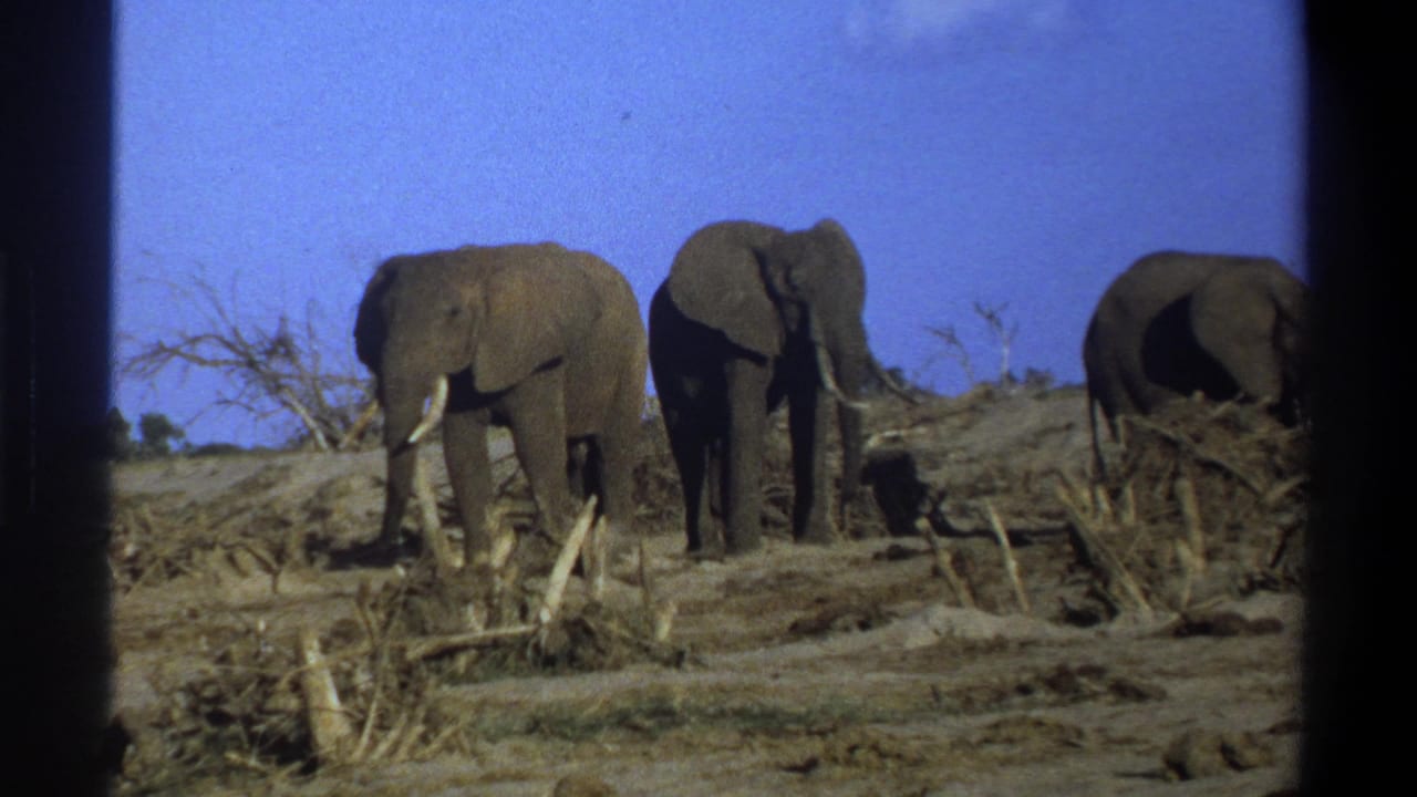 A small herd of elephants appears in 1969 South Africa home-movie footage, standing among dry brush and dead branches.