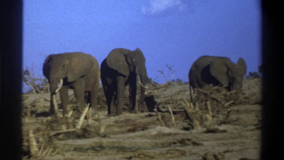 1969 8mm South Africa footage shows three elephants clustered on a dry, open slope with scrub and fallen wood nearby.