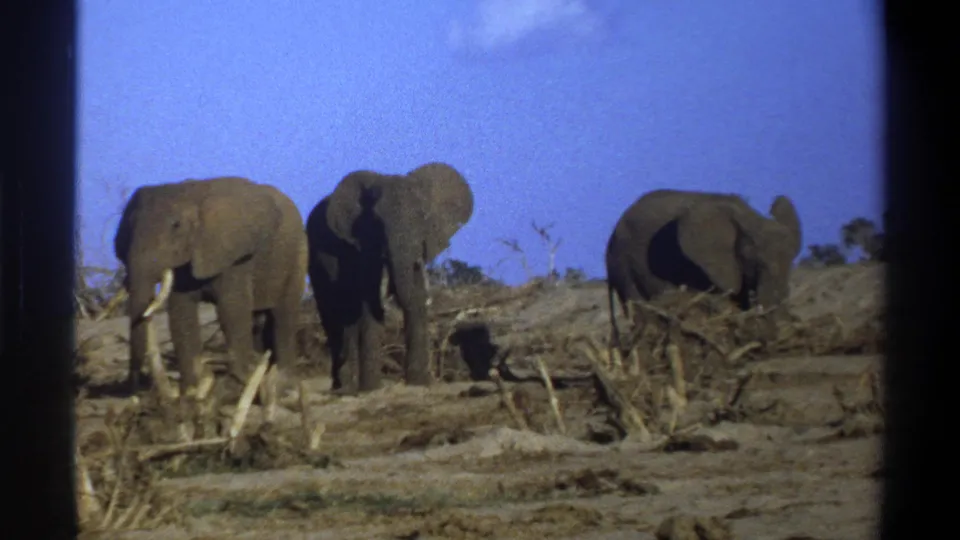 The final frame shows the elephant herd in the same dry South African landscape, with tusks, brush, and 8mm frame edges visible.