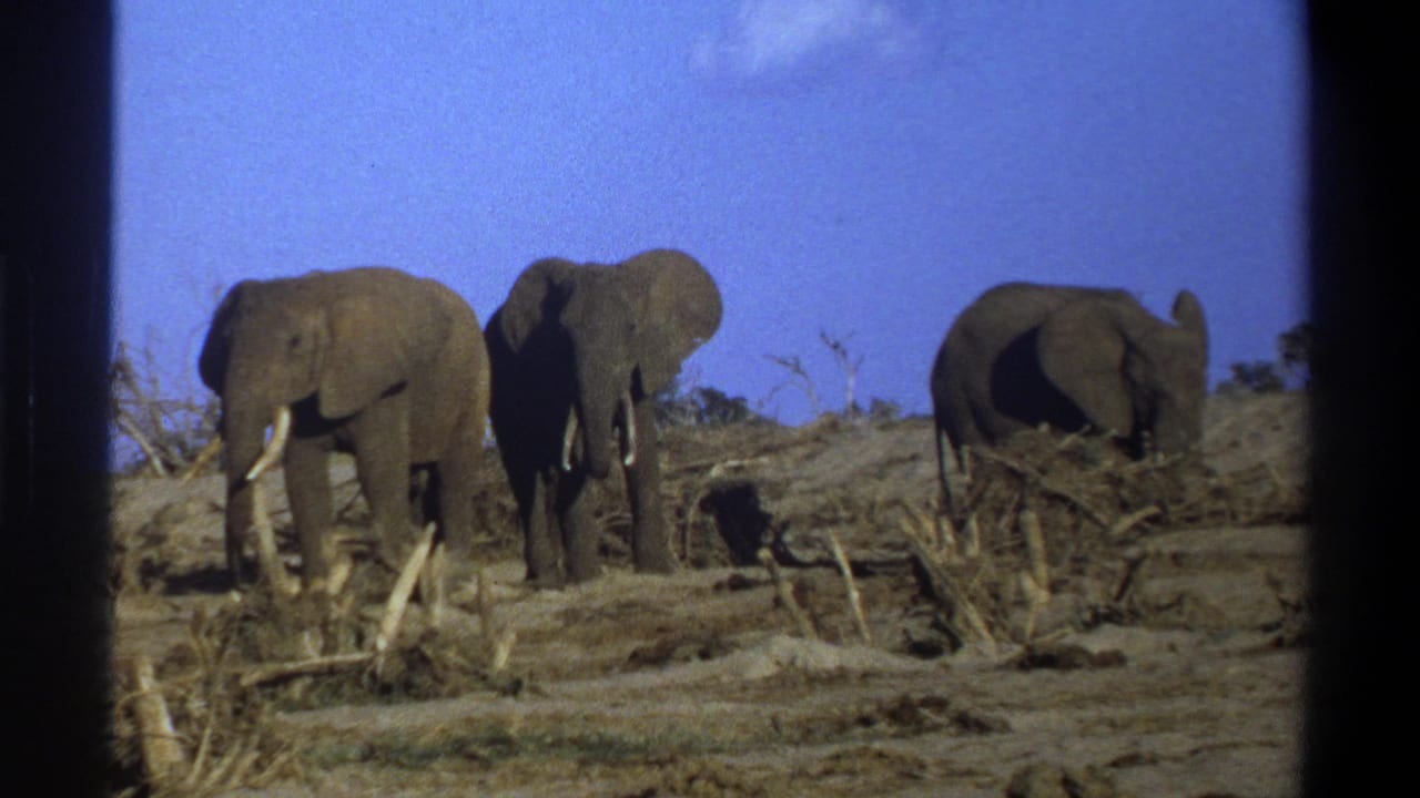 Three African elephants stand in dry brush in 1969 South Africa footage, with tusks visible and dark 8mm frame borders.