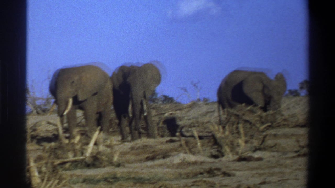 Three elephants are seen in a dry South African landscape, with two facing forward and one turned partly away near brush.
