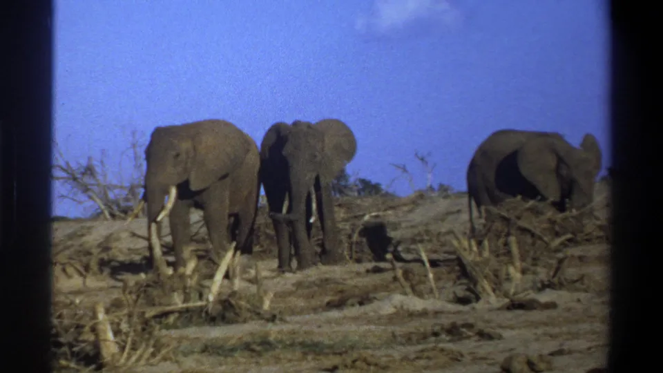 In the 1969 8mm footage, three elephants stand amid dry brush and sparse vegetation beneath a clear blue sky.