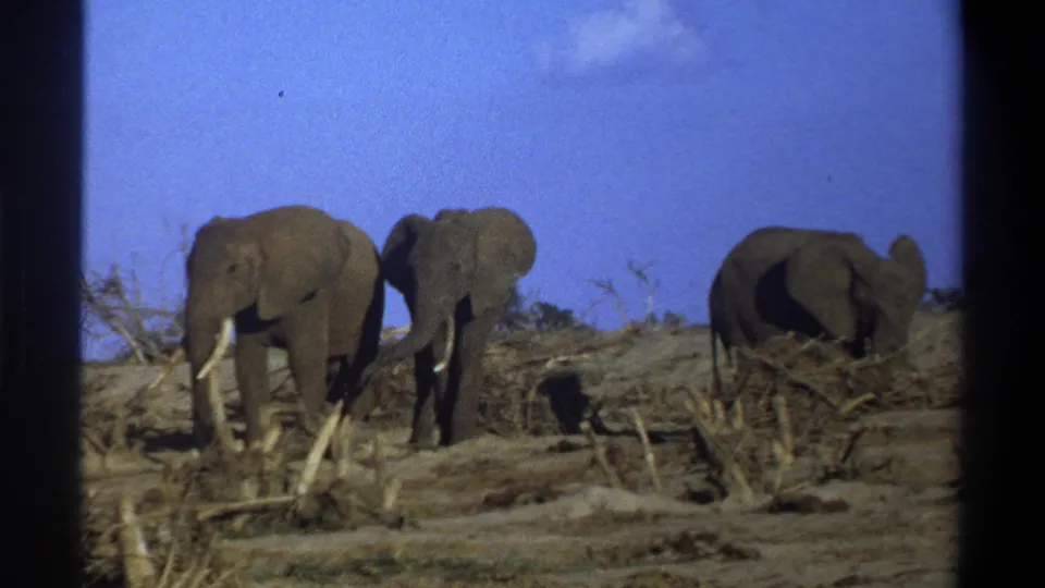 Three elephants remain in view in 1969 South Africa footage, framed by dry brush, dusty ground, and blue sky.