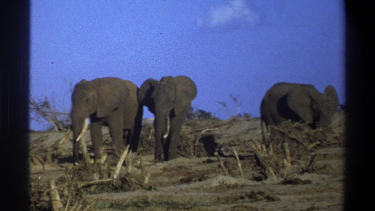 1969 8mm-style frame of three elephants foraging in a dry South African landscape under a bright blue sky.