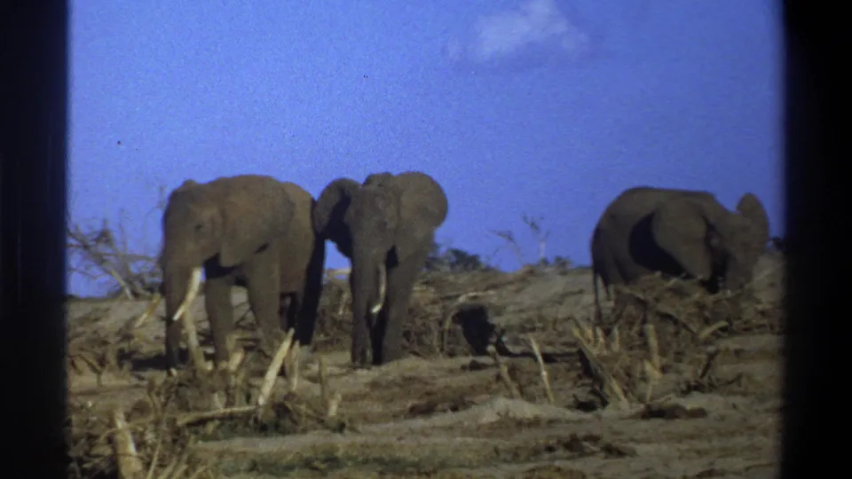1969 8mm-style frame of three elephants foraging in a dry South African landscape under a bright blue sky.