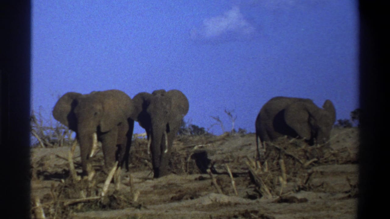 Three elephants on a dry slope with sparse vegetation and blue sky.
