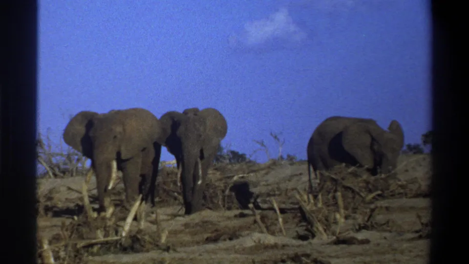Three elephants appear on a dusty, brush-covered slope in archival 8mm footage identified as Cape Town, South Africa, 1969.