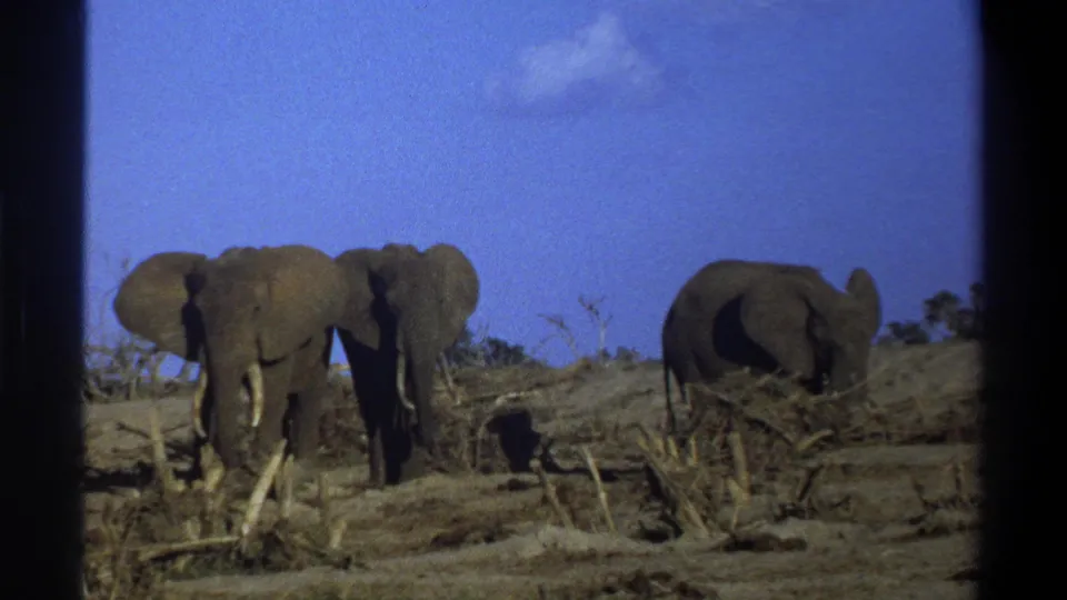 Archival 8mm frame showing elephants foraging near dry branches in a bright, arid South African setting.