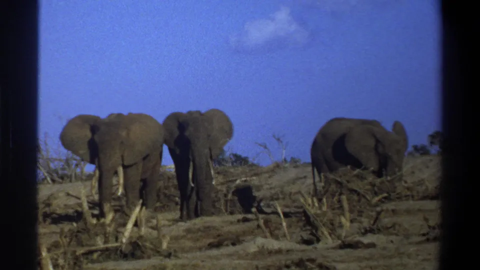 Three elephants are visible in a dry landscape, framed by dark 8mm contact-sheet borders from the scanned film.