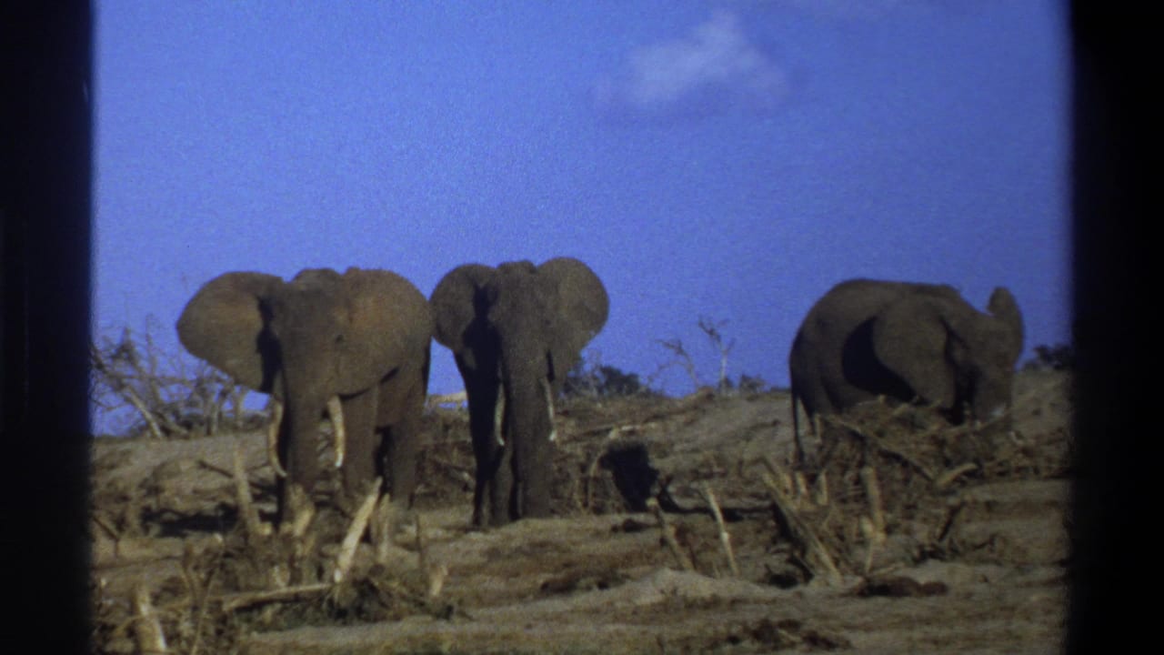 1969 8mm footage shows three elephants with tusks in a dry South African savanna landscape.