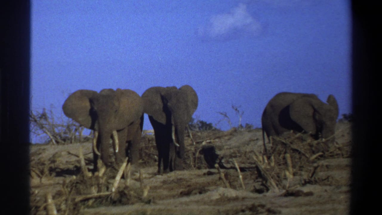 Three elephants are seen among dry branches, with one partly turned away.