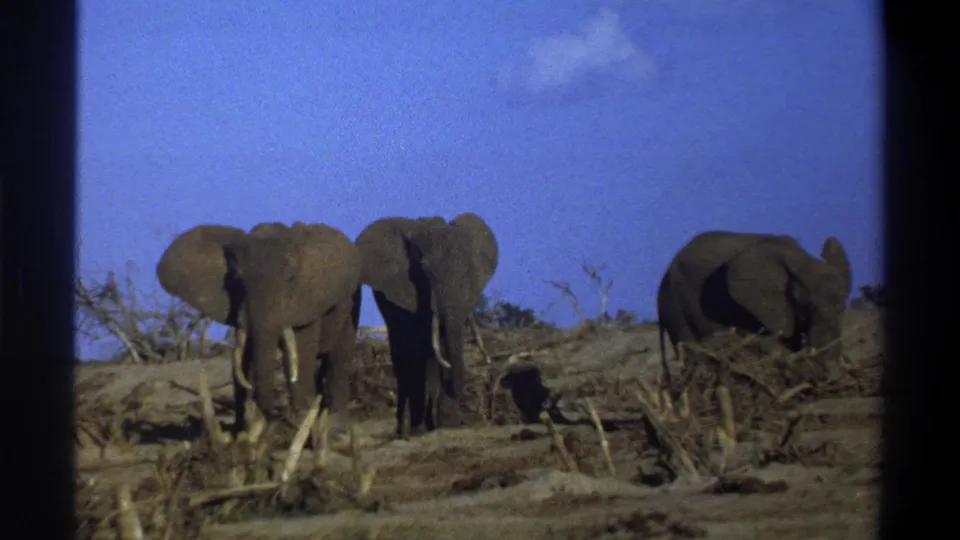 Three elephants remain in view on dry scrubland, framed by the soft grain and borders of 1969 8mm film.