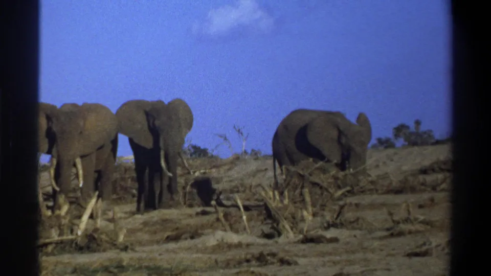 The final frame shows three elephants in the same dry savanna setting, with dark 8mm borders and blue sky.