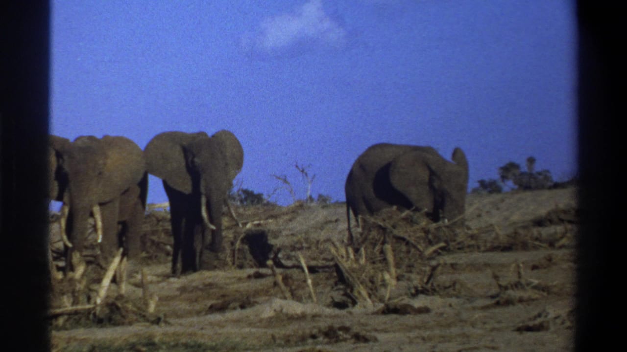 1969 8mm footage from the Cape Town metadata shows three elephants with tusks in a dry savanna-like landscape.
