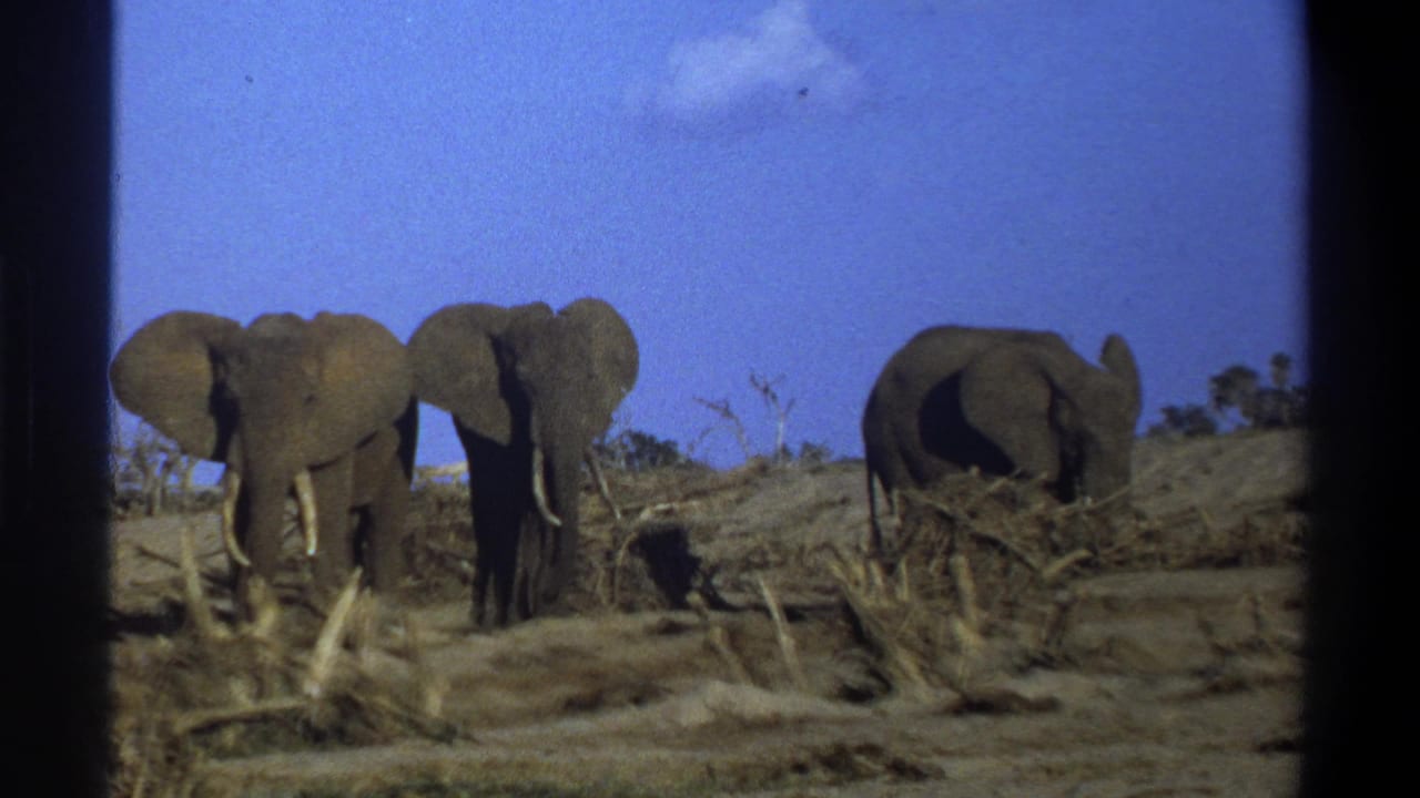 Three elephants are seen in dry terrain, with one turned partly away.