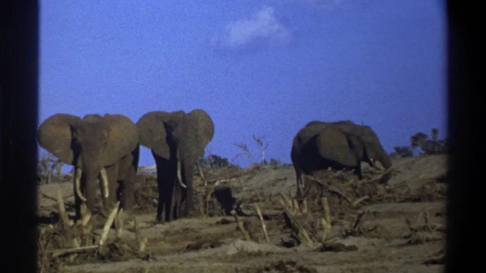 Vintage 8mm frame shows two tusked elephants facing forward and a third elephant partly turned in dry vegetation.