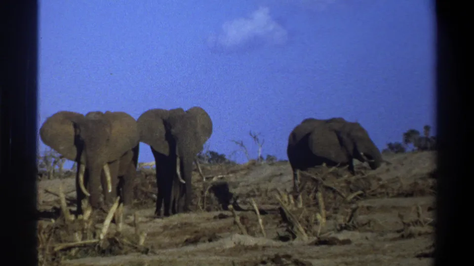 Cape Town-labeled 1969 home-movie footage shows three elephants in dry brush with visible 8mm borders and grain.