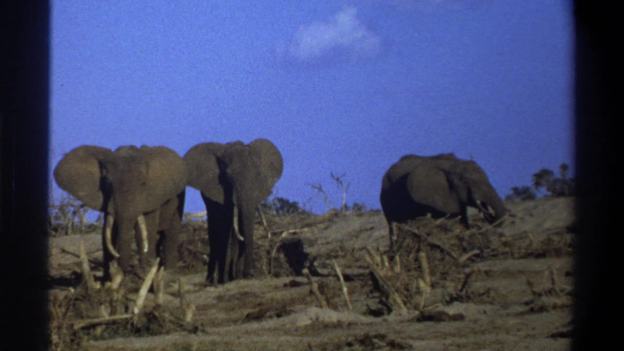 Three African elephants in the supplied 1969 Cape Town-area footage stand in dry brush with tusks visible.