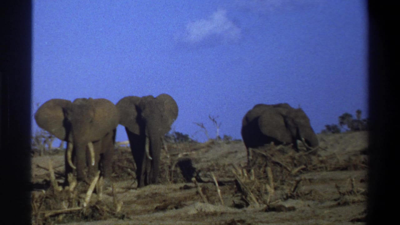 Three elephants forage across a dry, open landscape.