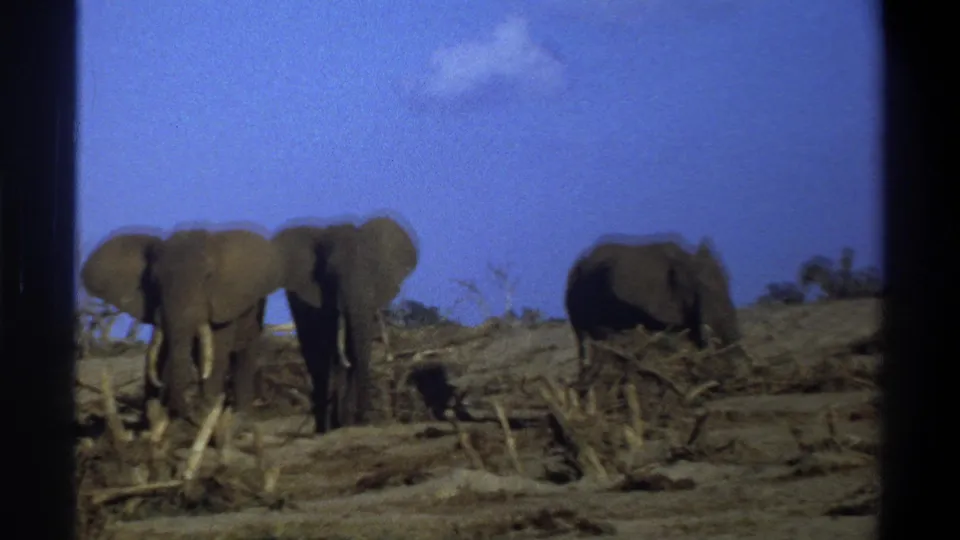 The elephants remain in view in the 8mm frame, standing near branches and low scrub in harsh sunlight.