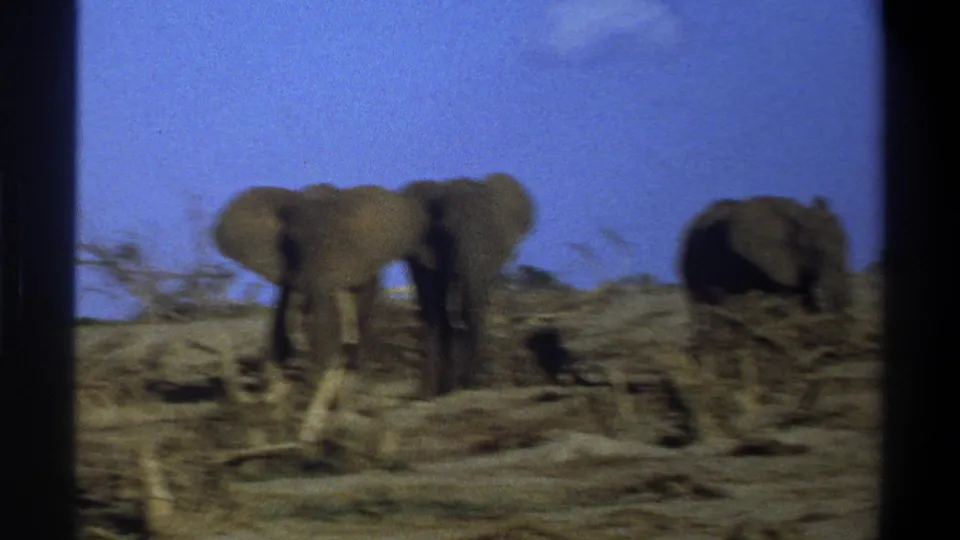 A softer final frame shows three elephants in the dry landscape, with motion blur and 8mm grain visible.