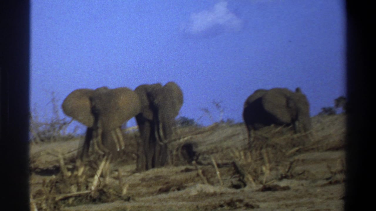 1969 South Africa 8mm frame showing three elephants in an arid field with tusks, scrub, and dark film borders.