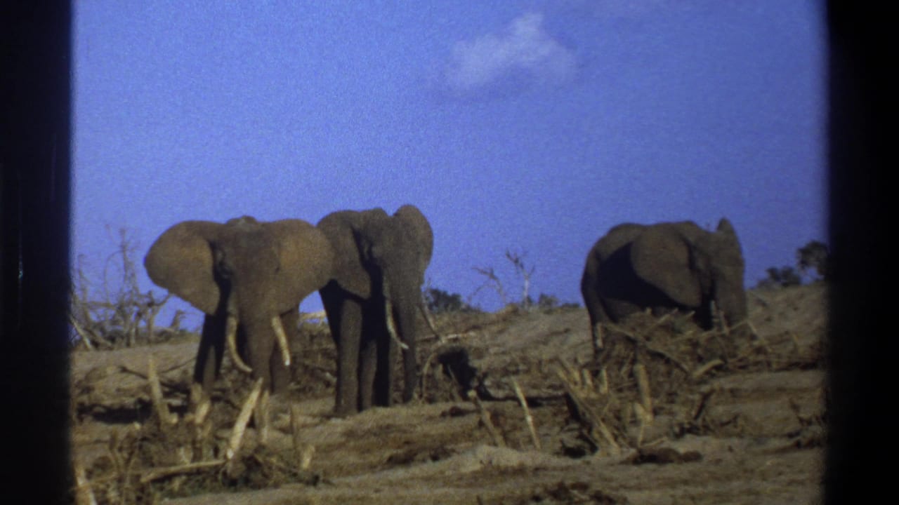 Three elephants remain in a dry field, two grouped at left and one at right.