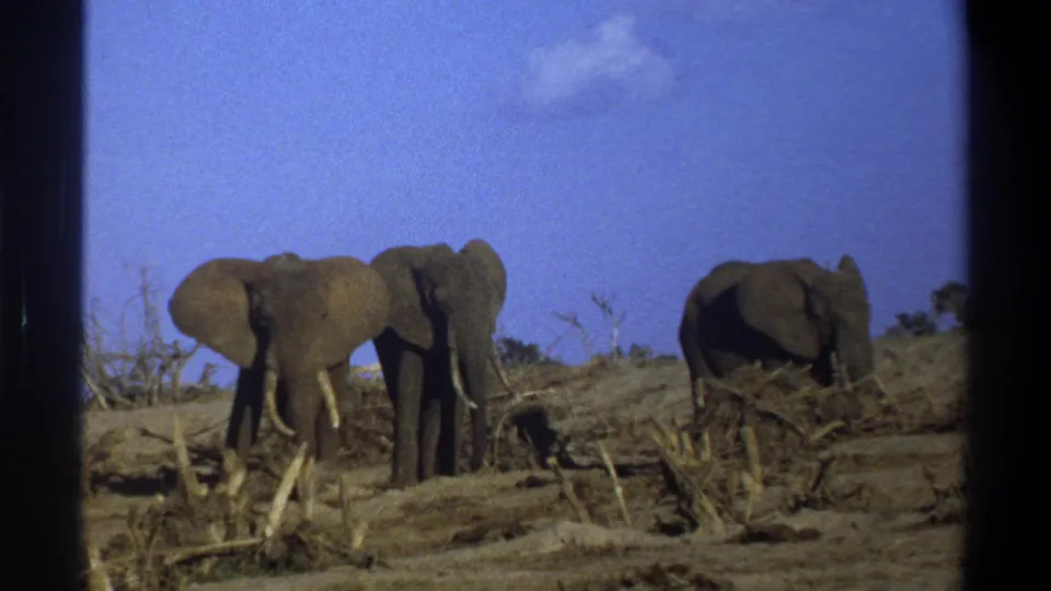 1969 South Africa 8mm frame with two elephants close together and a third partly turned away in dry scrubland.