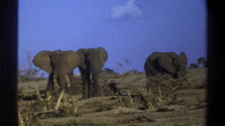1969 South Africa 8mm frame showing three elephants in a dusty, sparsely vegetated field with visible film grain.