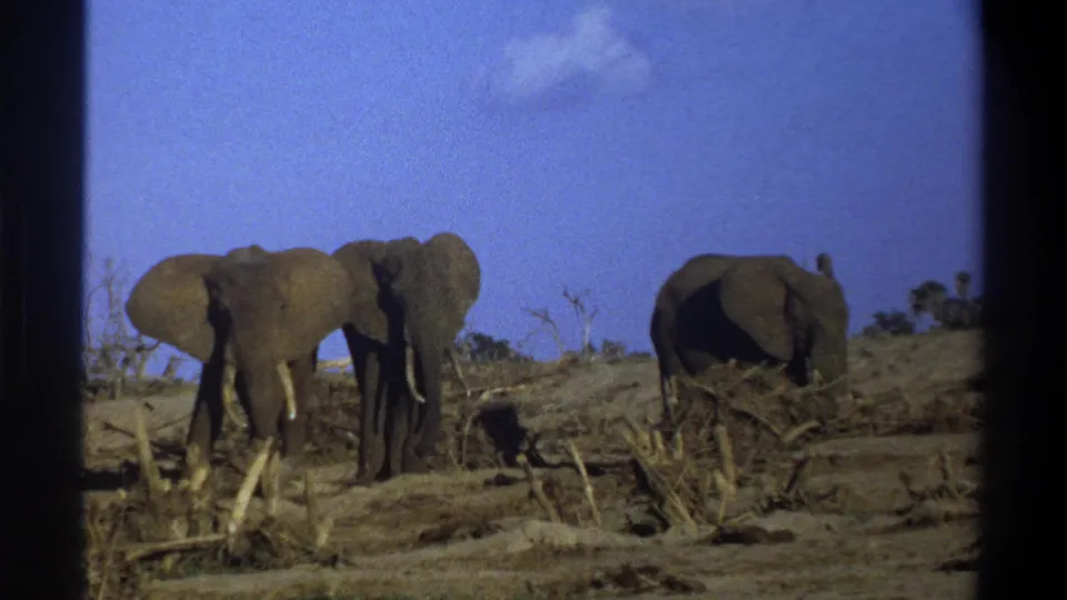 1969 South Africa 8mm frame of elephants spread across an arid field, with dark gate borders and faded color.