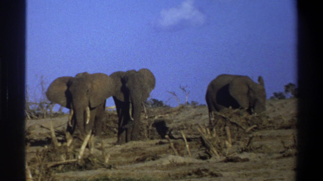 1969 Cape Town 8mm frame showing three elephants among dry brush and bare ground beneath a clear blue sky.